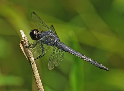Male
2014_07_01_Floyd